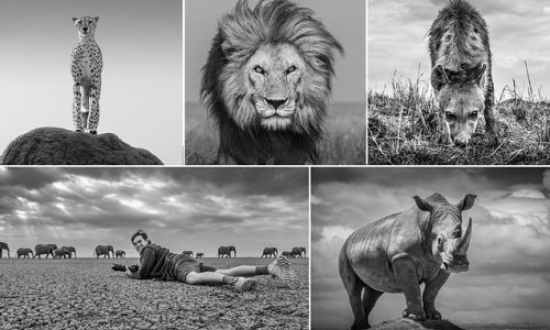 پرتره های خارق العاده یک عکاس حیات وحش از وحشی ترین شکاچیان آفریقا + تصاویر