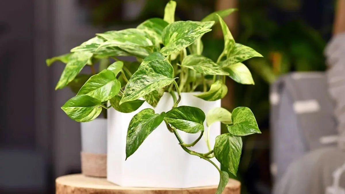 این گیاه با اصلاح ژنتیکی می‌تواند به اندازه 30 گیاه، هوا را تصفیه کند