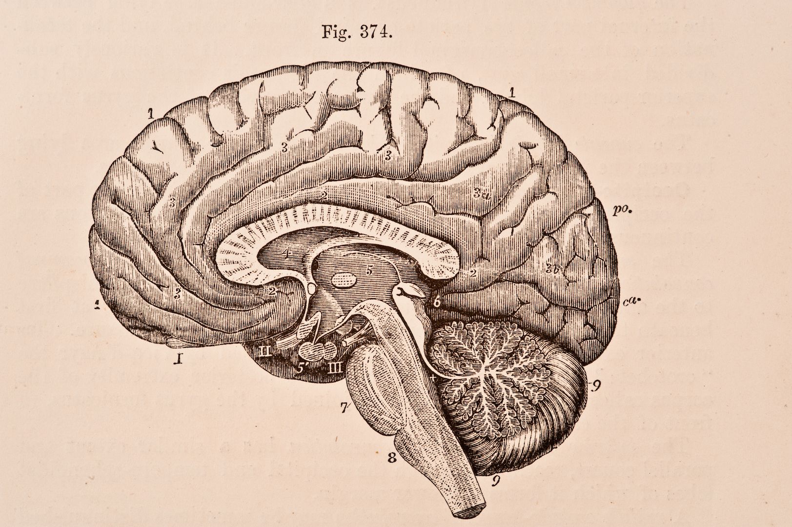 تأمل برانگیزترین کشف های 2022 درباره مغز, قطعات استوک